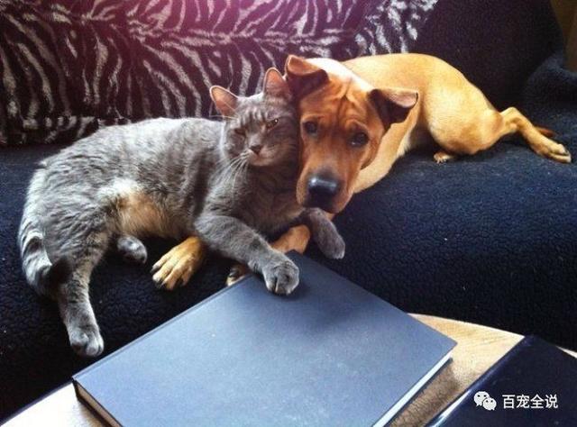 20张图片证明猫和狗之间有友谊:跨种族的爱是真实存在的!