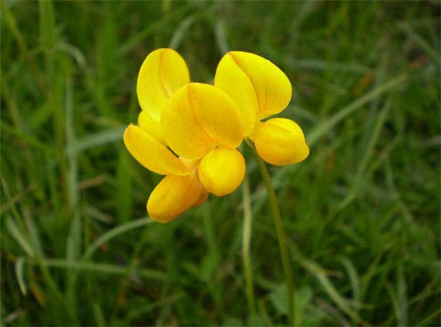 牛角花怎么播种花朵金黄色花开耀眼