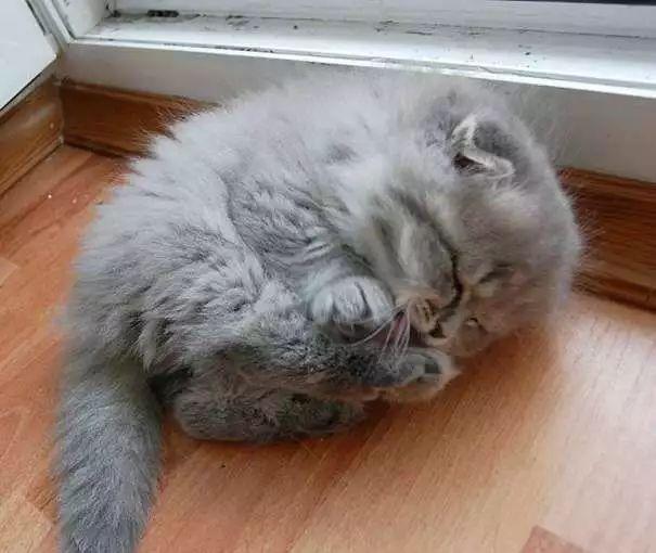 小猫睡觉的样子图片