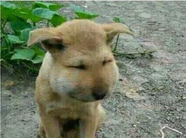 看着鼓着腮帮子来找自己的狗狗主人不厚道笑了