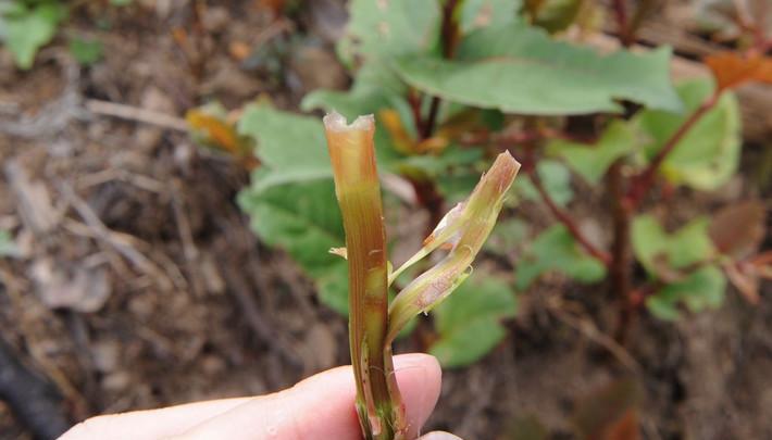农村这种路边草, 夏天吃一口比吃五根冰棒还清凉解暑