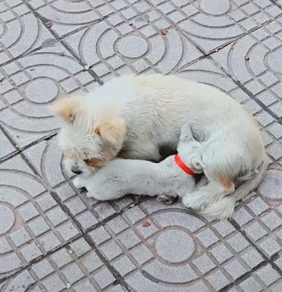 流浪猫饿了好几天,遇到好心的流浪狗,狗狗的举动太感人了!