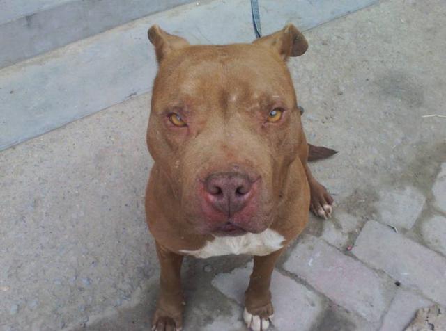 世界上最凶猛的狗狗,没有一个好看的,都快丑死了 长得磕碜