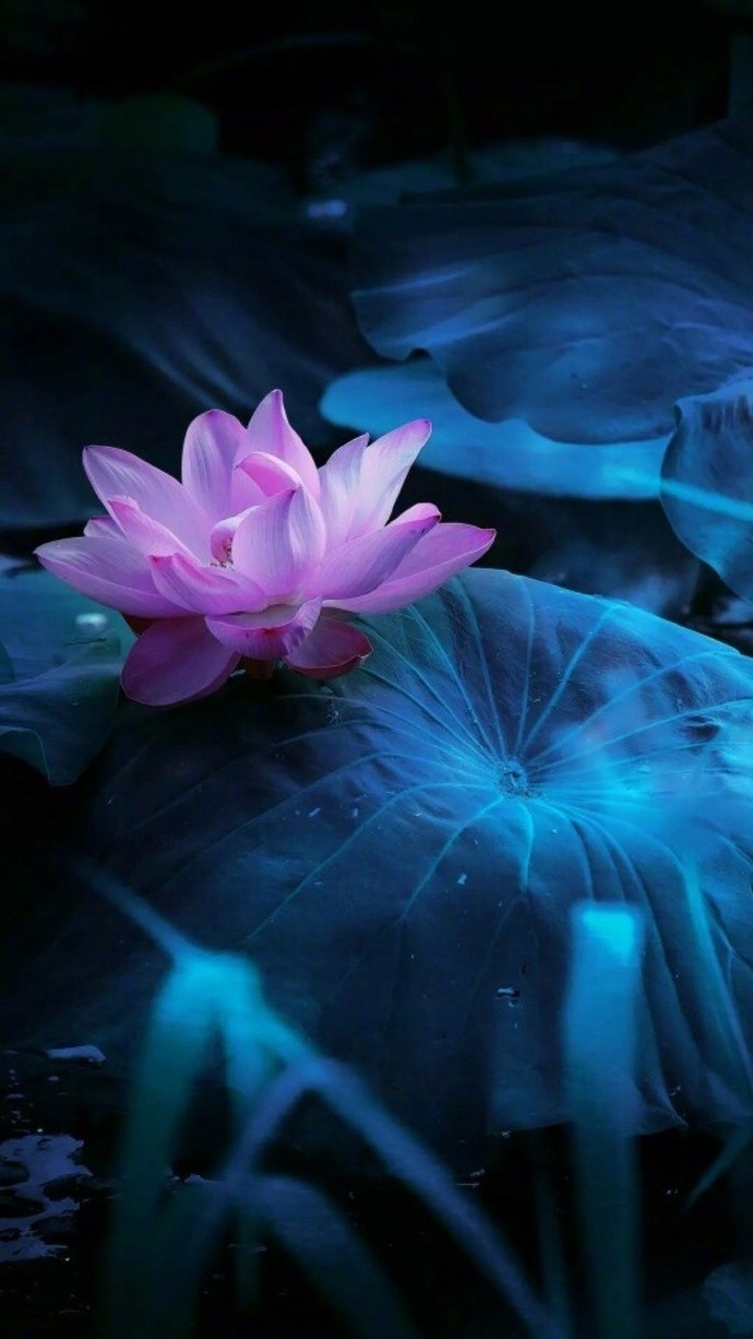 诸缘梦如幻世间唯妙莲