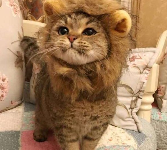 搞笑图片小猫咪稍微打扮下还挺像只狮子的哈哈