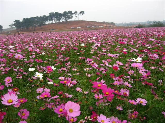 波斯菊播种时间和方法(波斯菊种子盆栽的种植方法和时间)