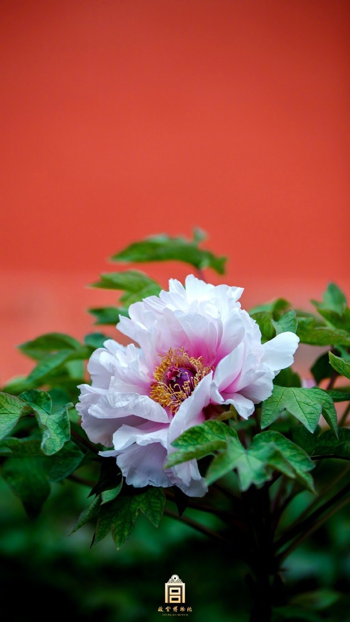 满园宁翠,牡丹潜红,春意如许(故宫博物院)