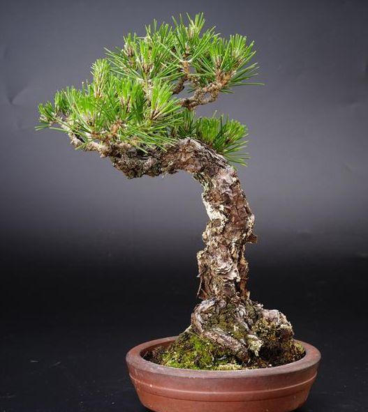 黑松盆景介绍,造型强劲,送人很不错!