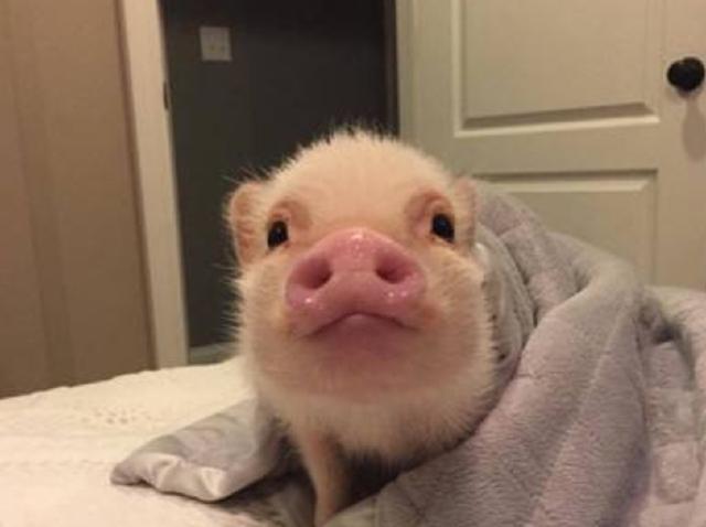 人猪情未了,宁要猪也不要男朋友,男友吃醋笑尿闺蜜