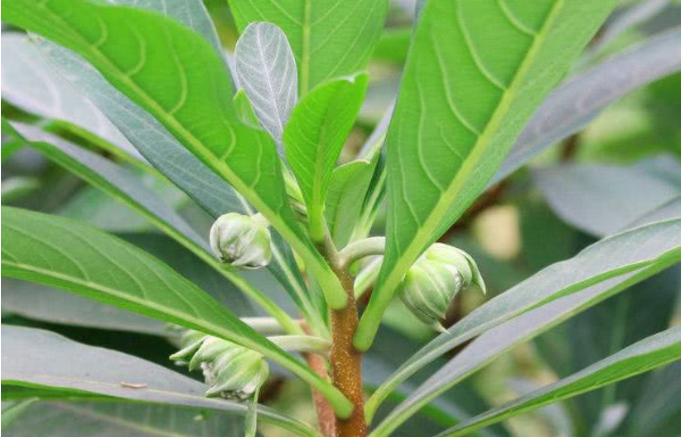 绿萝花还可软化动脉血管,有活血的作用,可以平稳糖尿病人的血压,有助