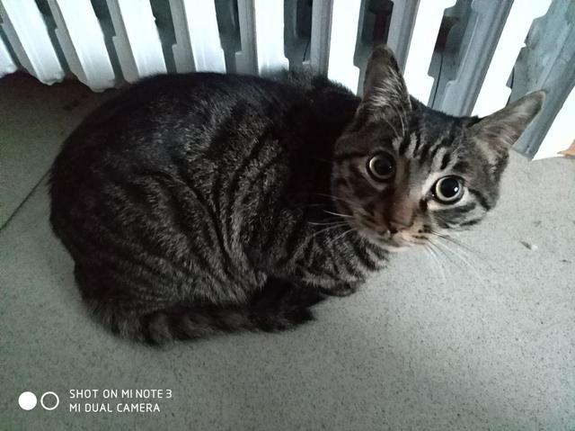 养狸花猫6个月,堪比半个宠物医生,猫主子有病没,看一眼就知道