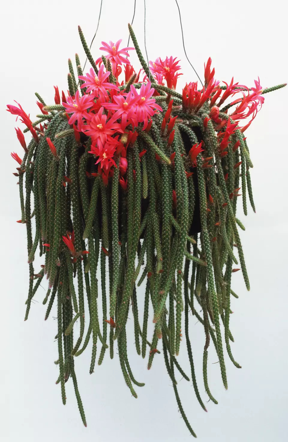 八种适合养在室内的盆栽仙人掌,还有花朵观赏