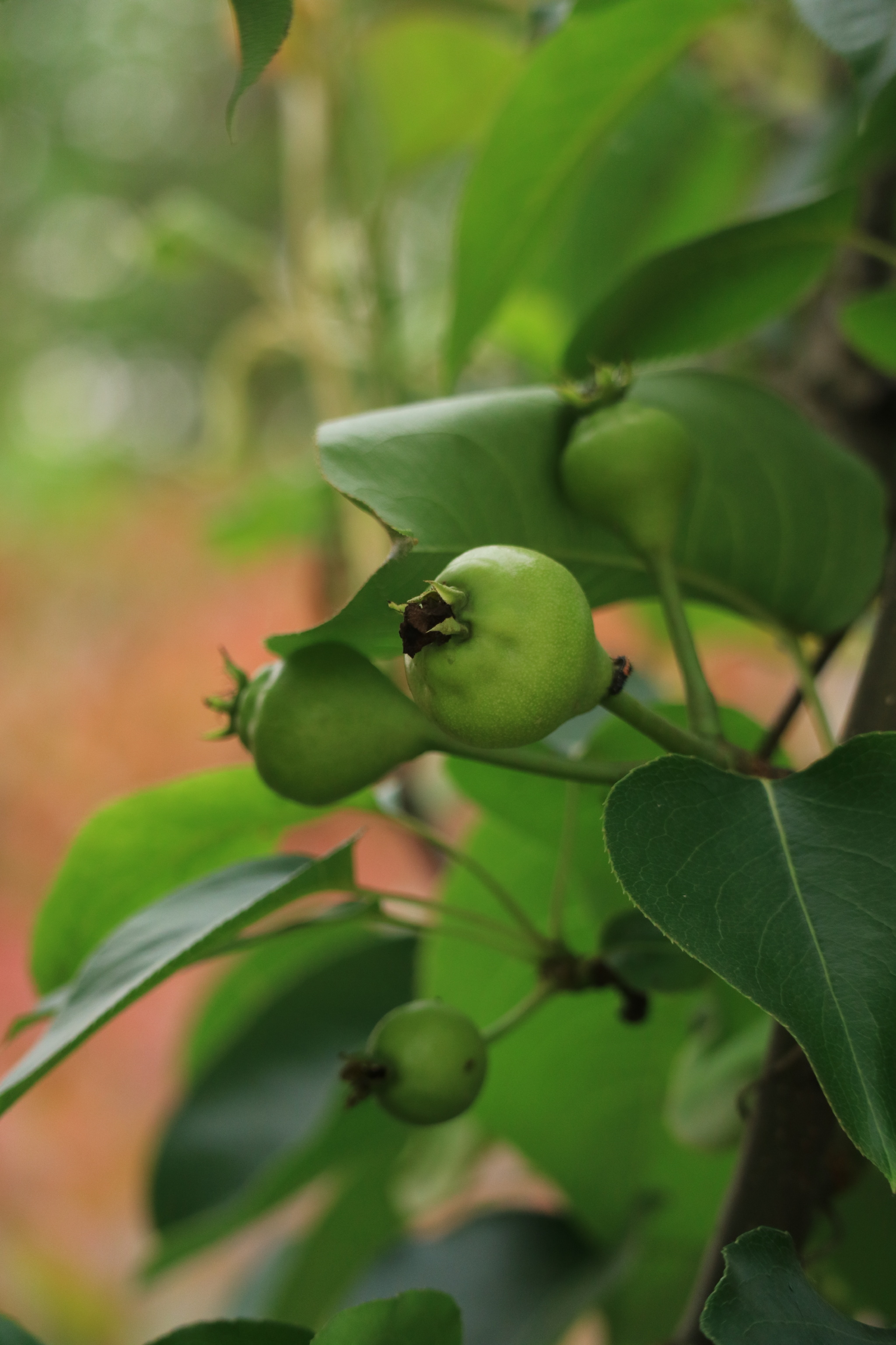 腊梅果实,蓬蘽,樱桃,梨幼果.