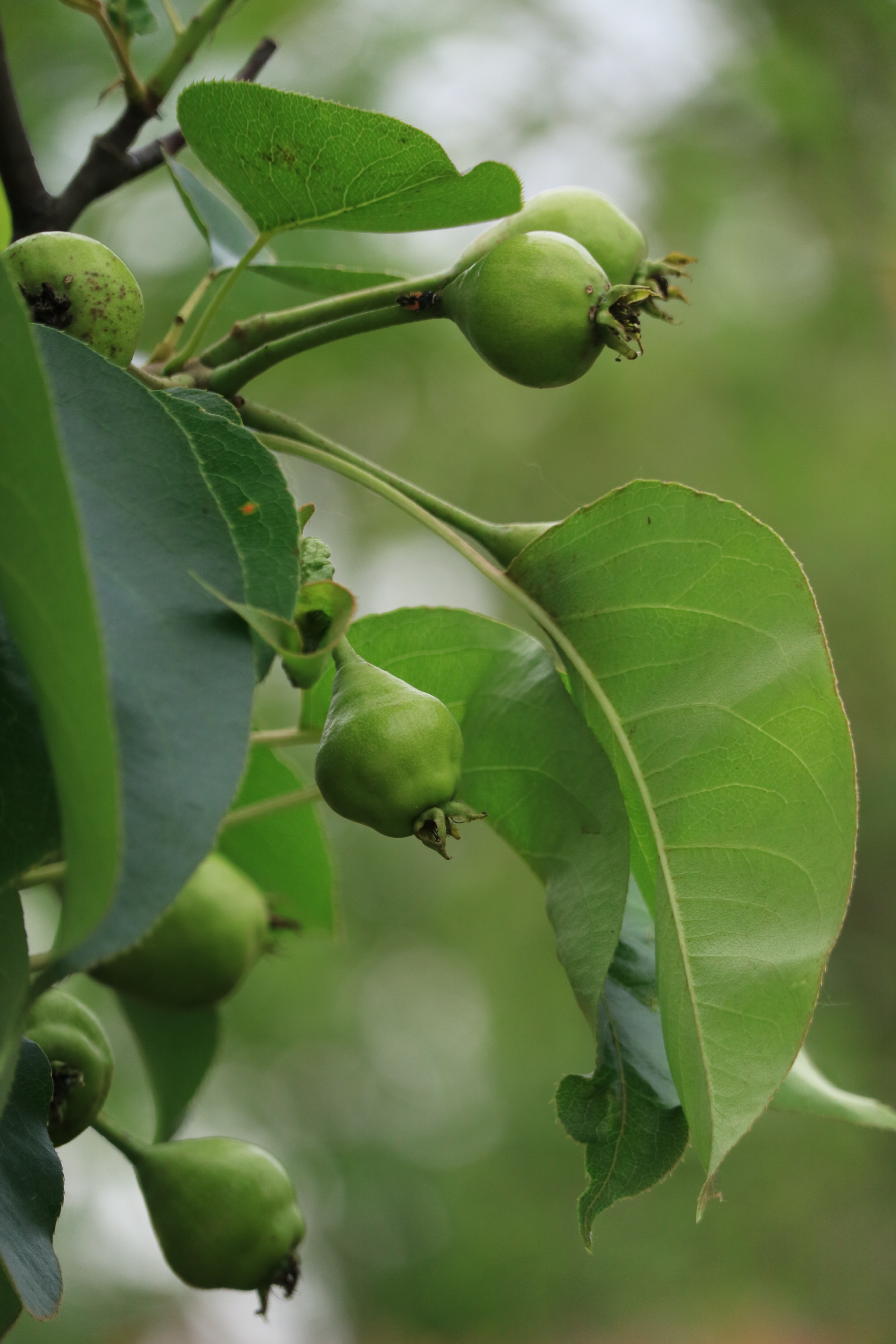腊梅果实蓬蘽樱桃梨幼果
