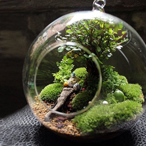 d i y 一盆微景观,将整个森林搬回家!