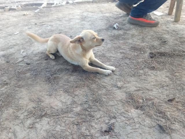 被遗弃的狗狗,为了生存,它们也对人摇尾乞怜!