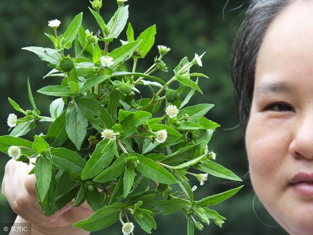 2,乌发许多人的头发会渐渐变白,染发膏又会伤到头皮,但用墨旱莲泡茶喝