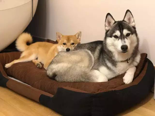 养了只柴犬和哈士奇:想不到天天被它们撒狗粮!