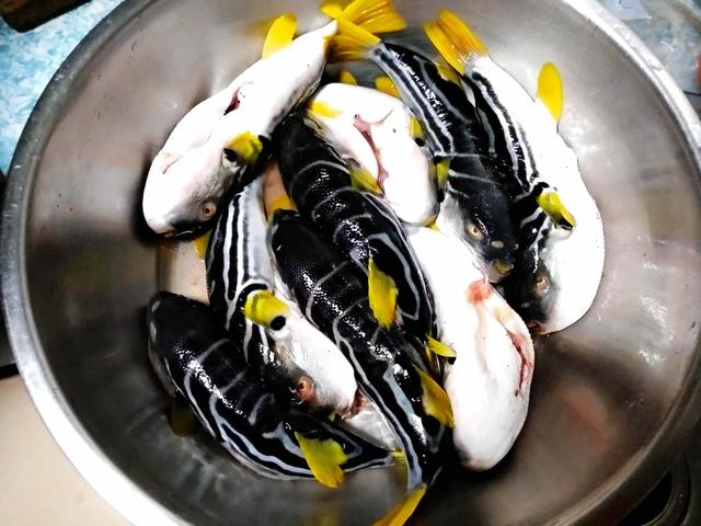 河豚|豆瓣酱|鱼_新浪新闻