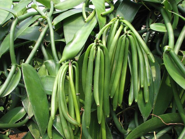 香子兰|香料|寿命_新浪新闻