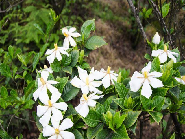 如何才能养出心海中栀子花只需要注意此几点爆盆不是问题