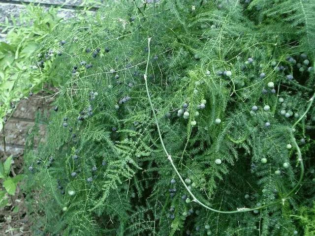 到底别人家的文竹是怎么养到开花满枝头,果子压弯枝了!