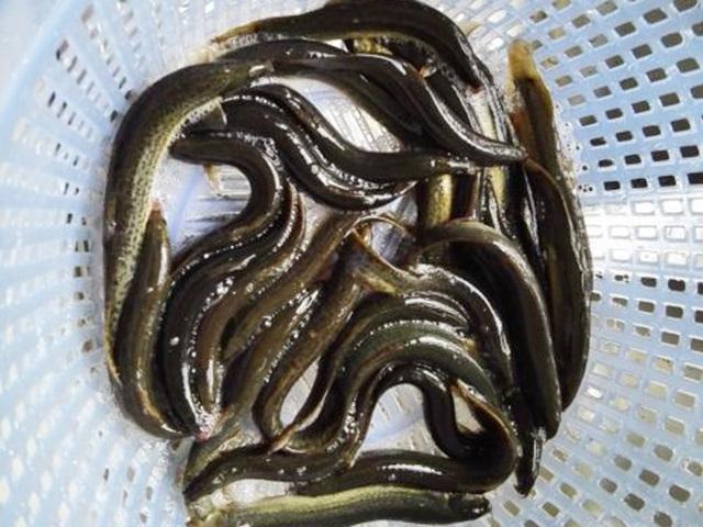 这东西不愧叫"水中的人参",比韭菜好10倍,多贵都要买给老公吃|泥鳅