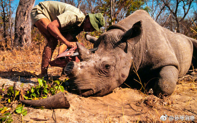 世界最后一只雄性北方白犀牛病危