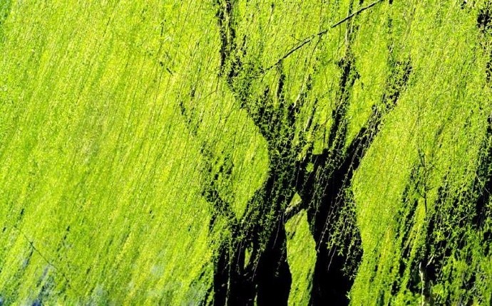 半城潇雨半城花,燕剪东风岸柳斜