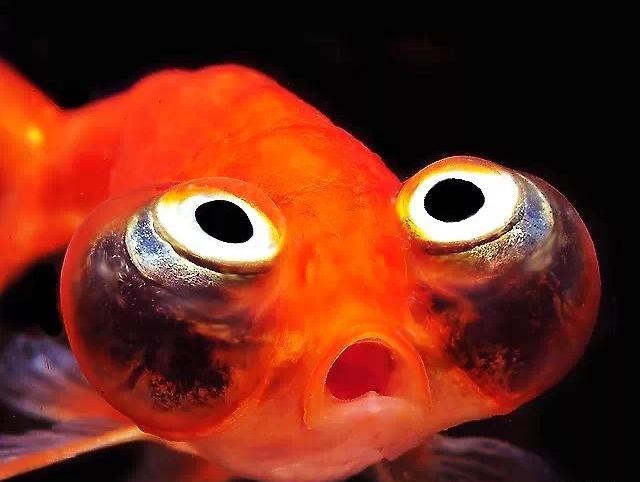 大眼泡金鱼叫什么图片