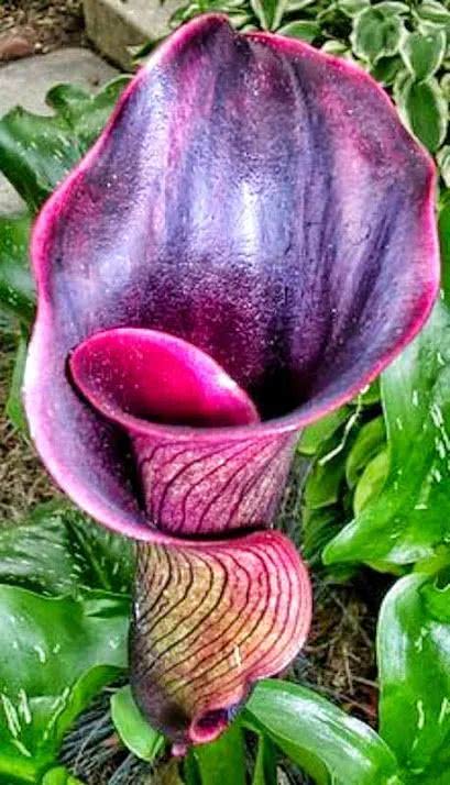 白色的毛球花这种颜色的花头一次见这花比人还大!