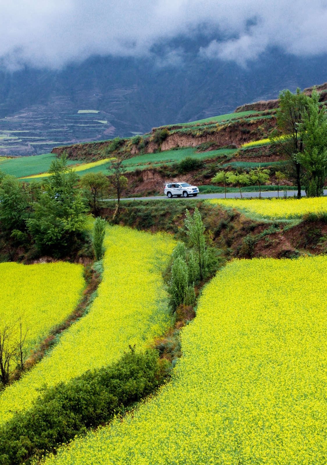 走进甘肃武山烟雨蒙蒙中饱览油菜花