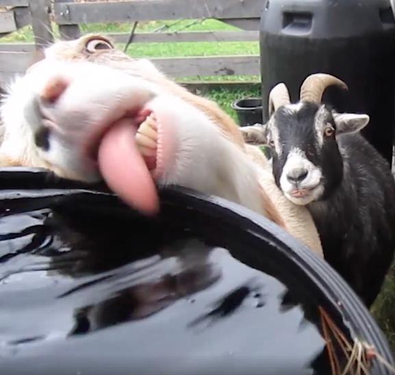 喝水喝到快脱窗,羊羊喝水的方式让同伴看了超傻眼,更爆笑啊!