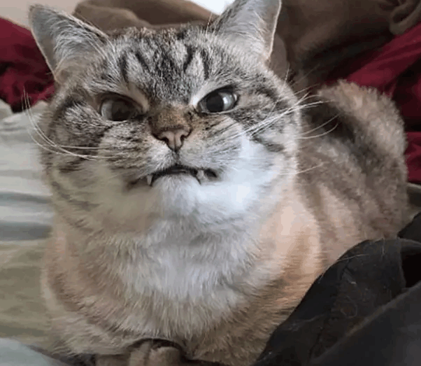 萌宠很生气, 你看这傲娇的小眼神!