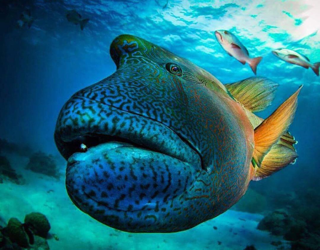 深海摄影探寻海底未知的秘密