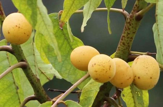 说到野果子,在农村有一种很常见的野果子,味道非常的"带劲",基本上每