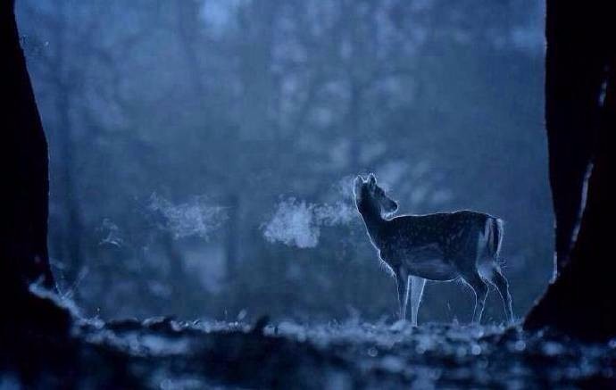 夜鹿伴茅屋晨风依寒雾