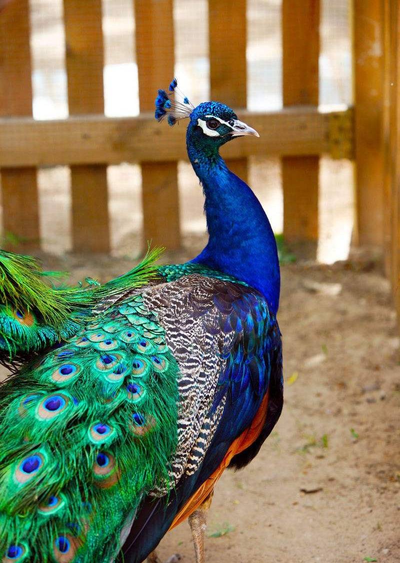 最美蓝孔雀开屏