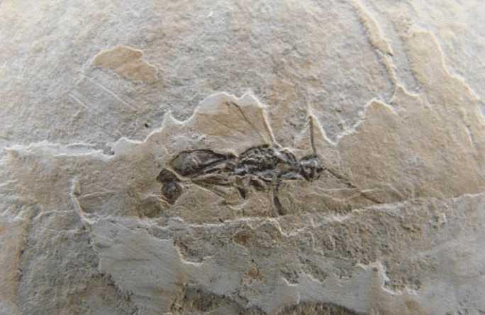 蚂蚁比恐龙活的更久, 为何没有跟人类一样, 进行进化呢?