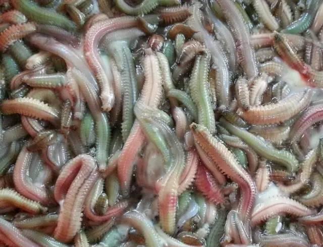 河虫图片 新浪网