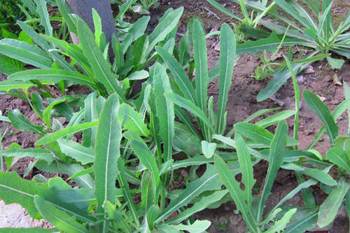 这种菜对人体最有益,你吃了吗?|肝炎|苦菜|消炎_新浪新闻