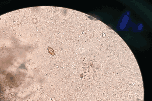 日敲西瓜300颗?不如用深度学习解锁夏日最skr的吃瓜姿势