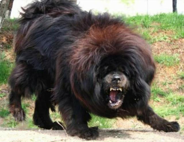 中国藏獒和日本土佐犬打架谁更强应该会被瞬间秒杀