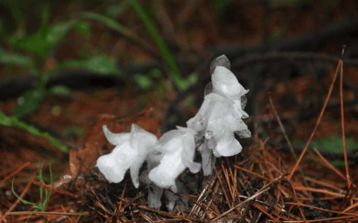 水晶兰被称为冥界之花,其以腐臭生物为食,但另一种花比它更可怕