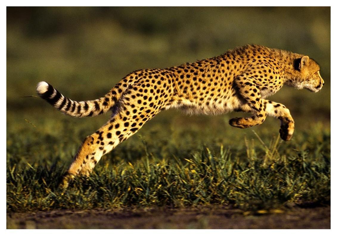 花豹追赶一条狗途中却意外落井