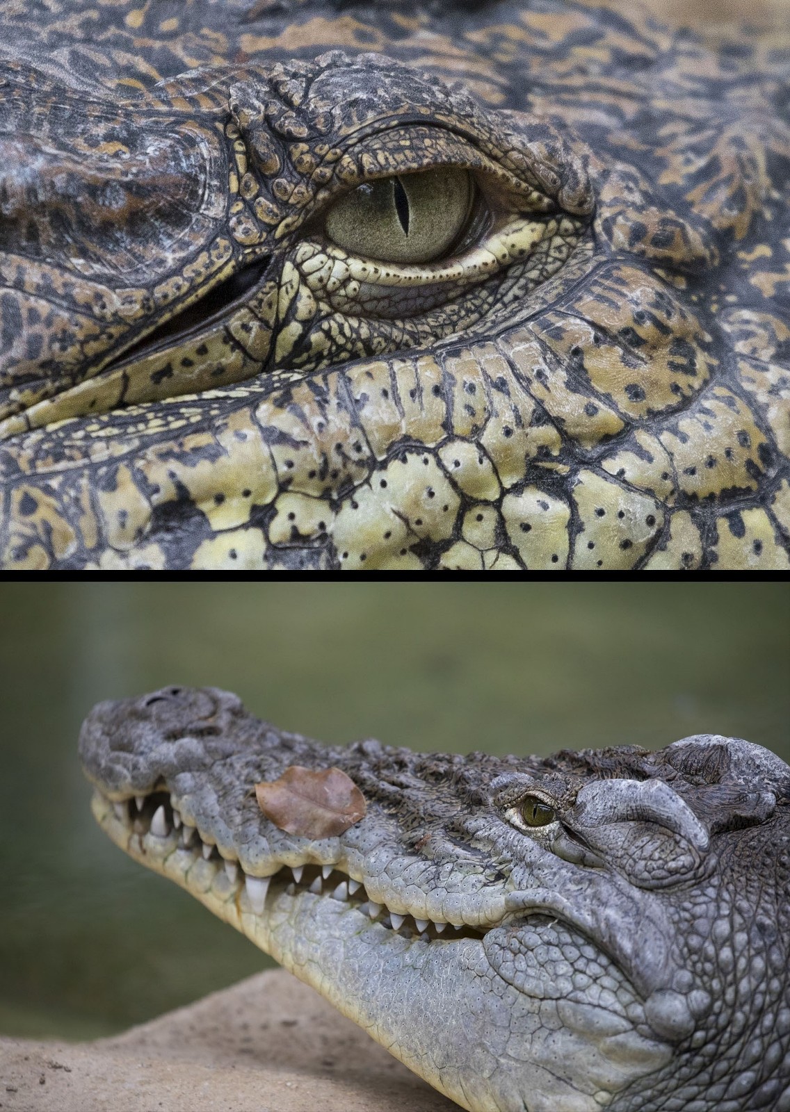 各种动物眼睛的特写,原来它们眼睛还发挥这样的作用!