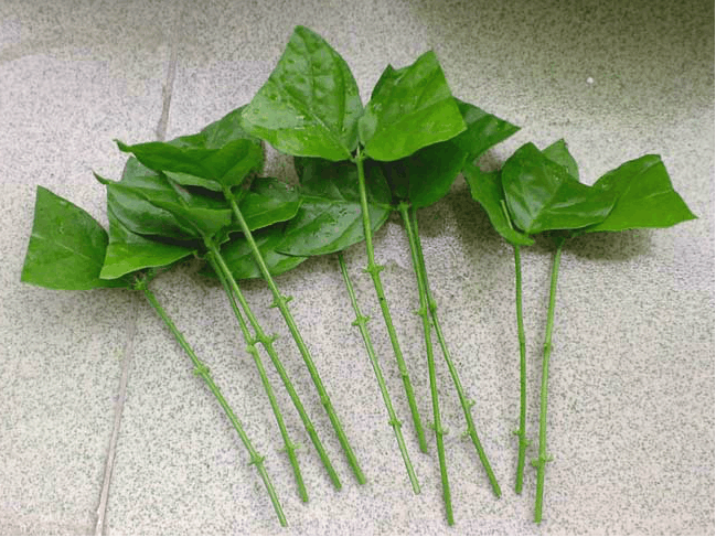 万能珍珠岩入花盆,扦插前修剪枝条,为减少蒸发,全条留2片叶,再剪去