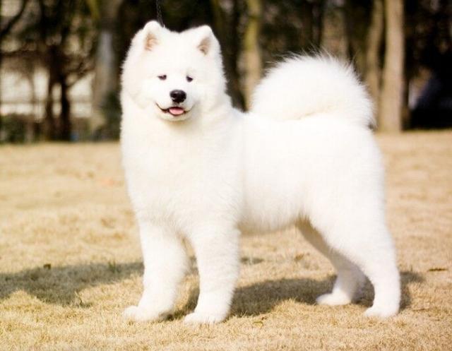 工作犬白雪公主萨摩耶详细介绍及图片欣赏