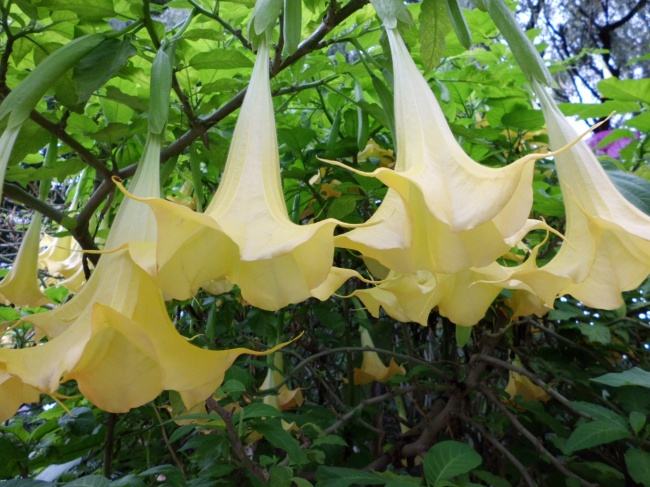 花瓣的镇痛作用尤佳,可治神经痛等.叶和籽