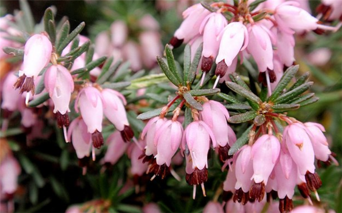 老花匠告诉你:这四个欧洲国家的国花你认识几个?